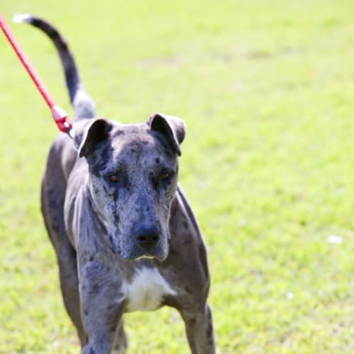 No photo for Broseph Id14978. Totally Stunning Great Dane