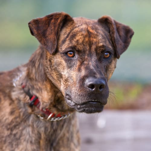 No photo for Simba Id15065. King Of The Shelter. 