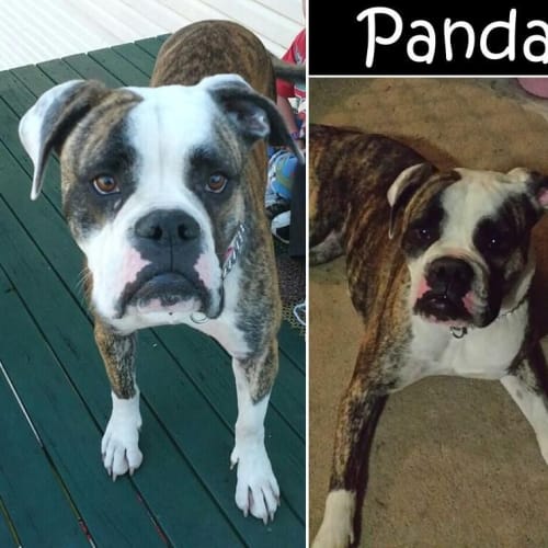 No photo for Panda