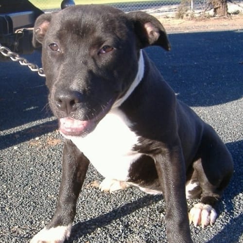 No photo for Sally *Now Has Deposit On Hold *