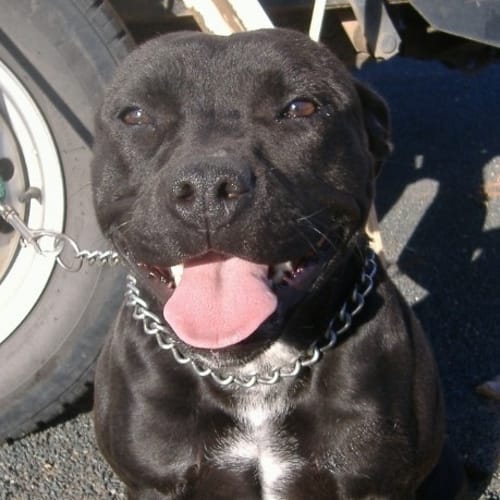 No photo for Sasha * Now Has Deposit On Hold *