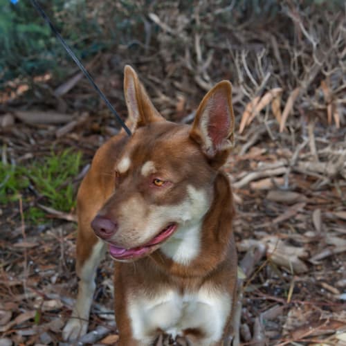 No photo for Buddy Id15090. Your Exercise Buddy? 