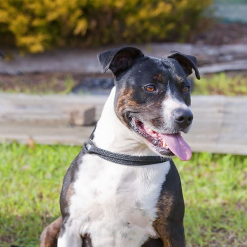 No photo for Buddy Id15069. Mr Personality!