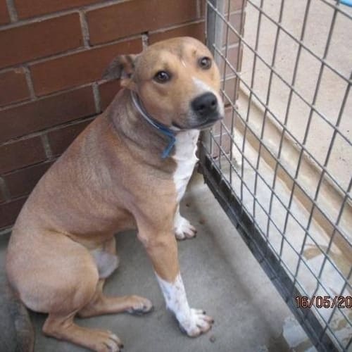 No photo for Diesel ** Urgent Foster Carer Needed**