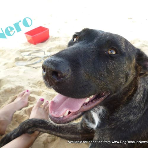 No photo for Nero (On Trial 21/7/13)