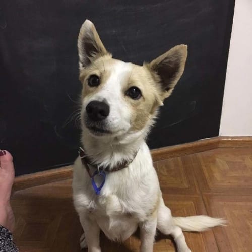 Lollie ~ 4yo Jack Russell X Foxy (on trial 25/11/1