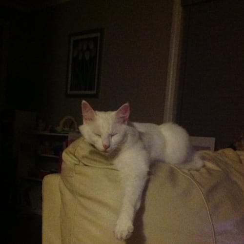 No photo for Princess