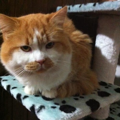 No photo for Chunk