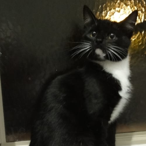 No photo for Beckham (Located In Templestowe)