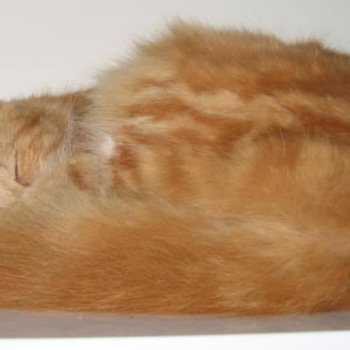 No photo for Bailey
