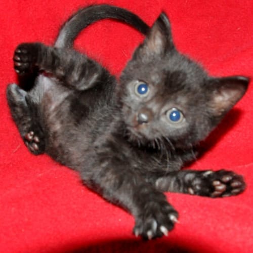 No photo for Pepper(nc207)