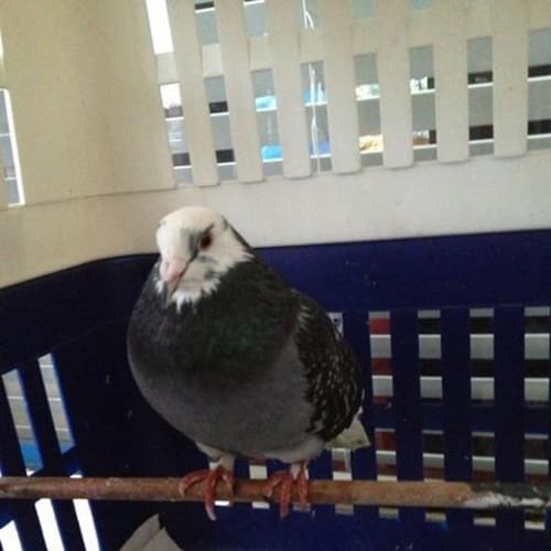 No photo for Percy The Pigeon