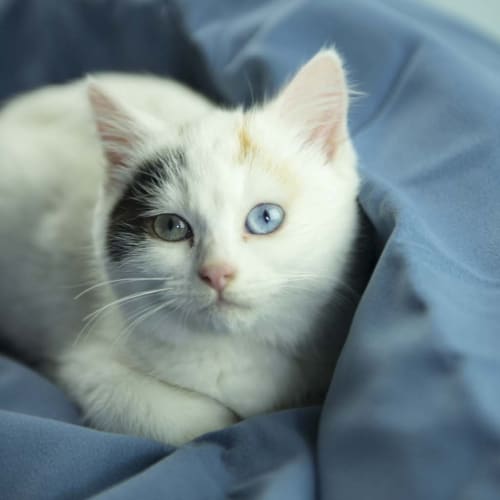 No photo for Tayla **Adoption Pending**