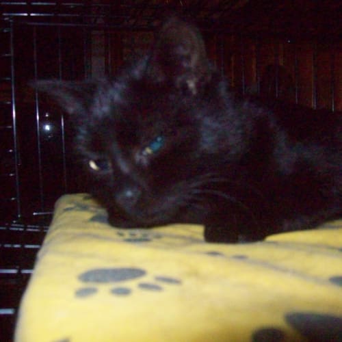No photo for Sooty