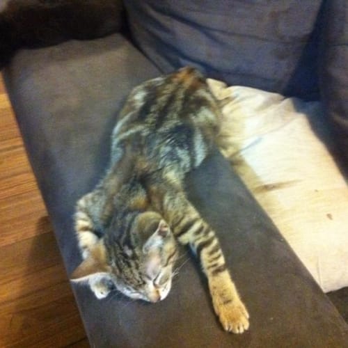 No photo for Tippy