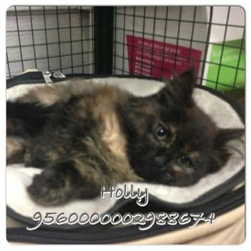 No photo for Holly