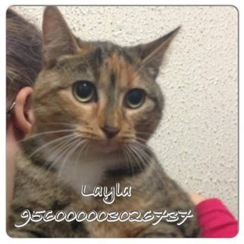 No photo for Layla