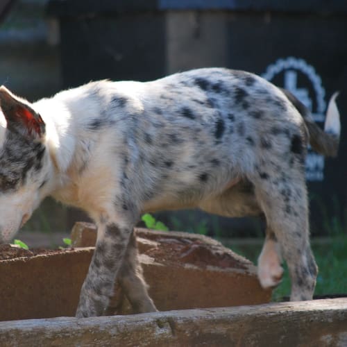No photo for Pepper