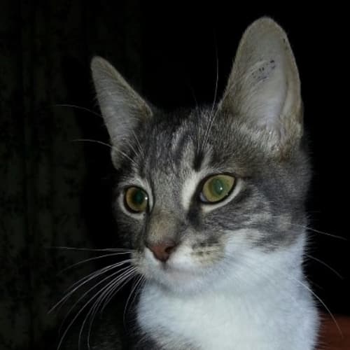 No photo for Pixie