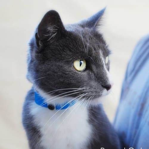 No photo for Pound Cats | Tai