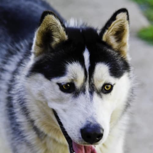 No photo for Mambo & Rocky Huskies