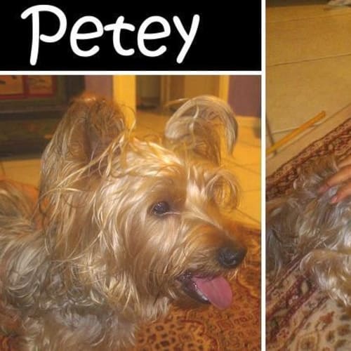 No photo for Petey