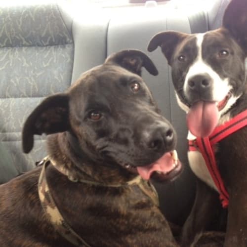No photo for Jazzy (Staffy X Kelpie)