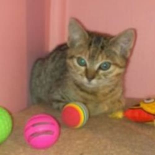 No photo for Tilly