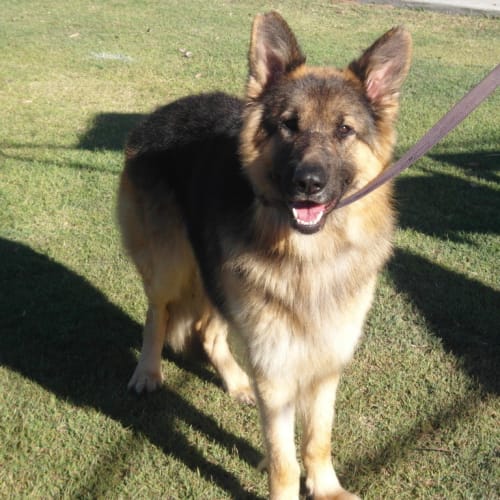 No photo for Luka On Hold Pending Adoption