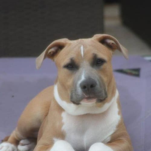 No photo for *On Trial* Delilah