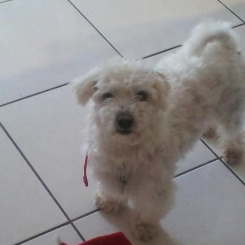 No photo for Teddy