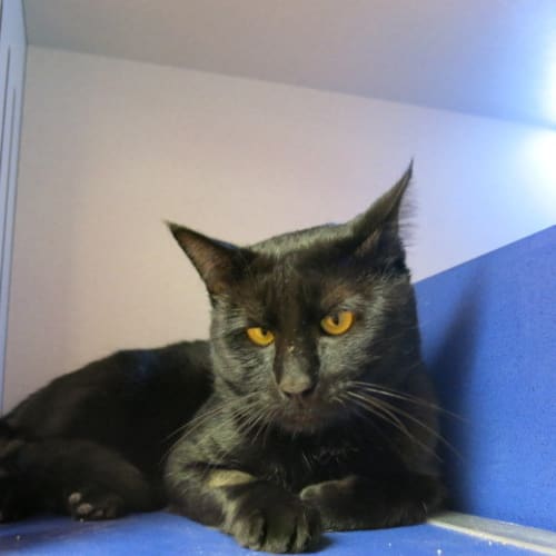 No photo for Merlin