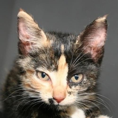 No photo for Jilly (C2090) *Adoption Pending*