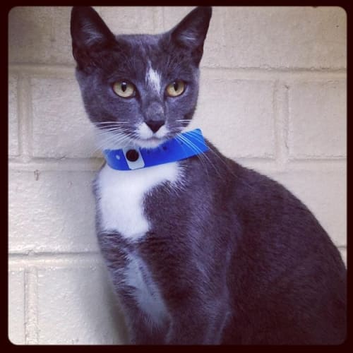 Pound Cats | Blueberry