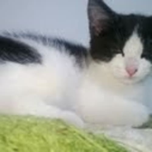 No photo for Pound Cats | Snickers