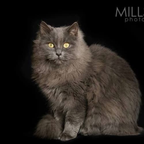 No photo for Aristocat