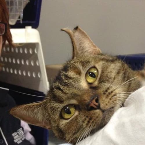 No photo for Amber, On Trial, Adoption Pending