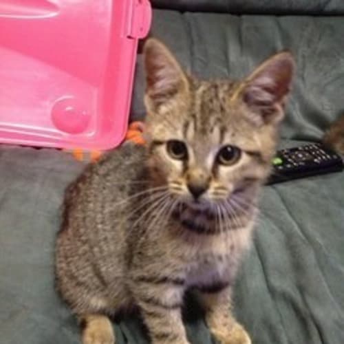 No photo for Tabby Girl