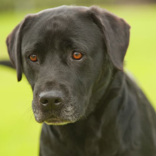 No photo for Suki Id15091