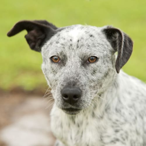 No photo for Ryker Id15140 Good With Other Dogs. 