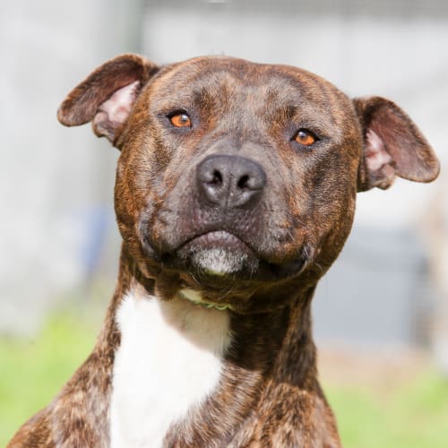No photo for Roxy Id15138. She's Your Little Mate