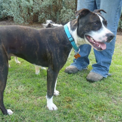 No photo for Diesel *On Trial In His New Home*