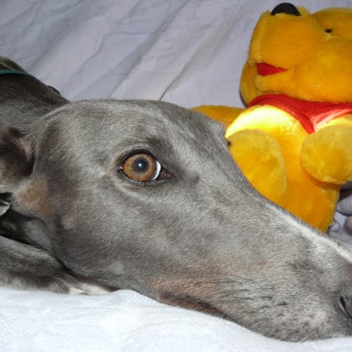 No photo for Skyla (Aka Miss Piggy) (On Trial 30/6/13)