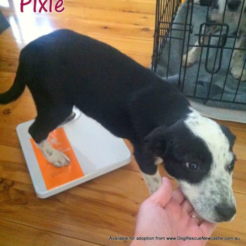 No photo for Pixie (On Trial 18/7/13)