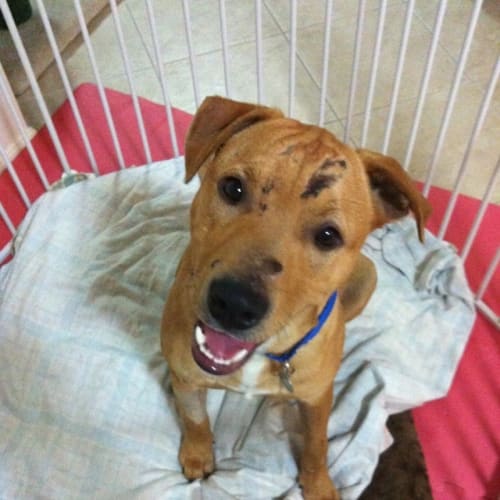 No photo for Charlie ** A Sweet Boy So Loyal**