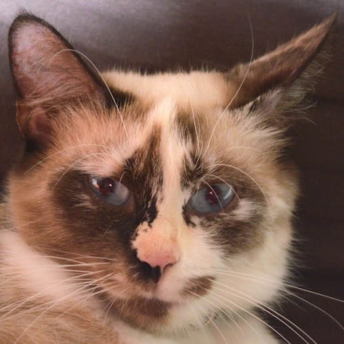 Kitty