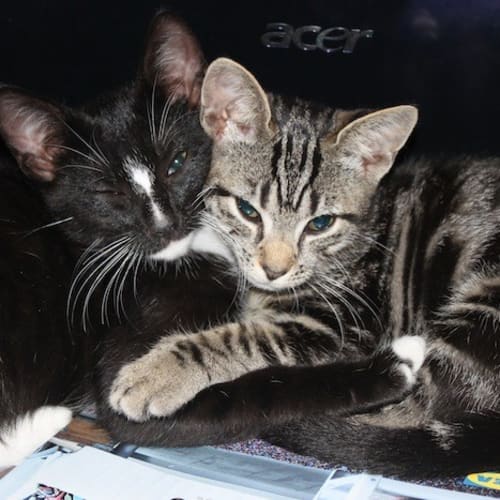 No photo for Zac & Zoe *Dual Adoption