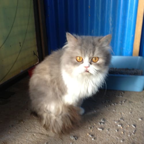 No photo for Puffy