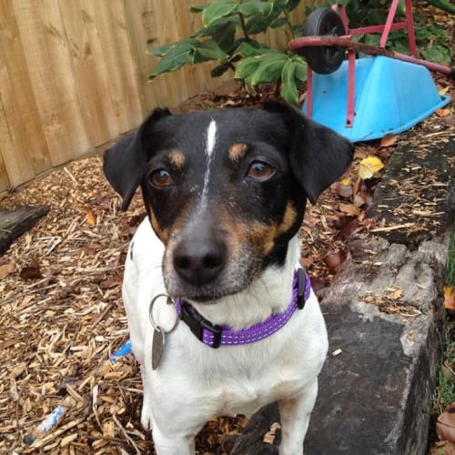 No photo for Holly  .. Gentle And Friendly Little Velcro Girl