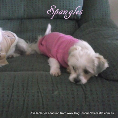 Spangles (On Trial 23/6/13)